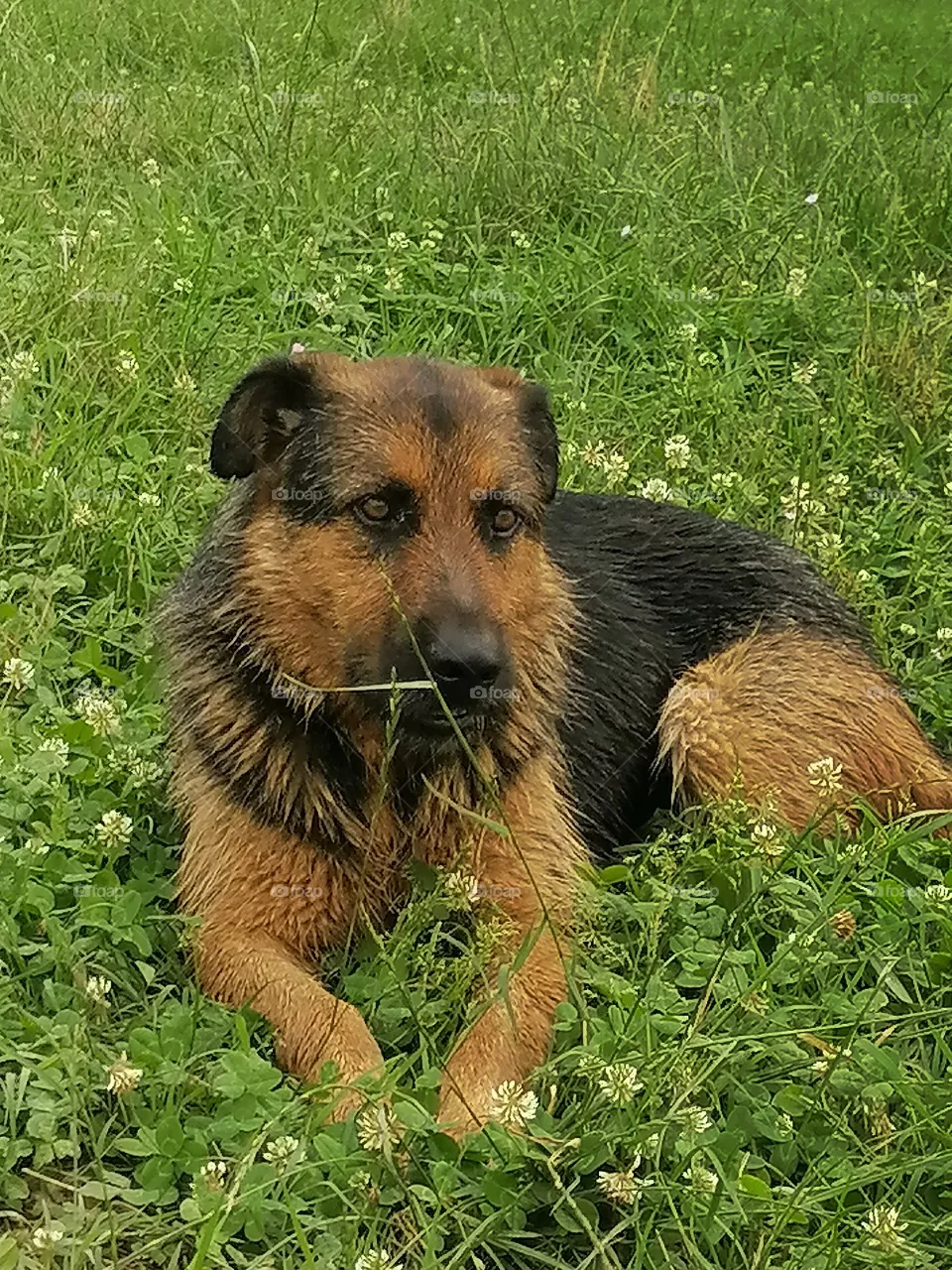 Dog