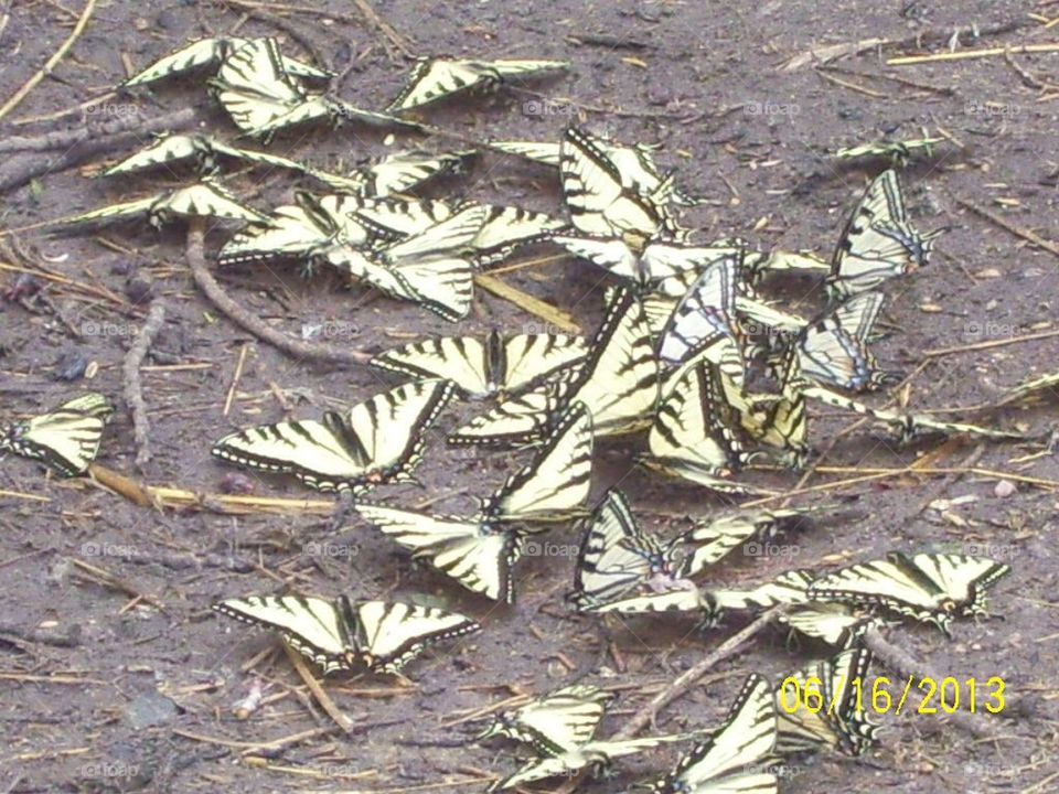 Tiger swallowtail butterflies