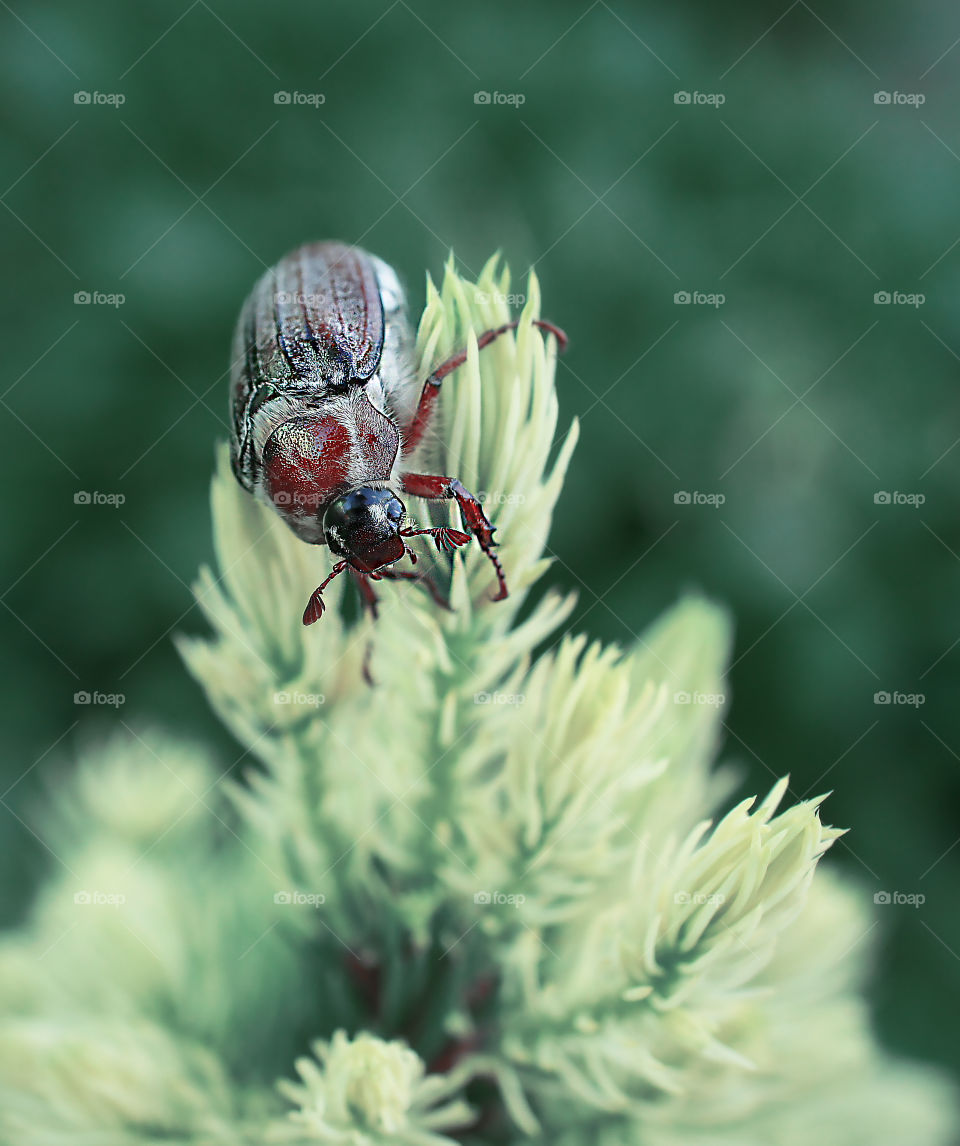 may bug on the top of the Canadian Christmas tree.
