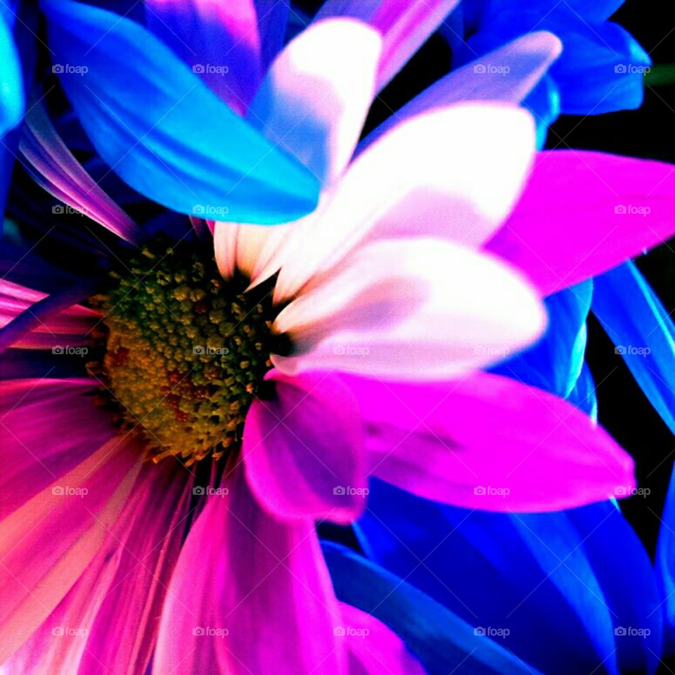 Flower, Nature, Flora, Color, Beautiful