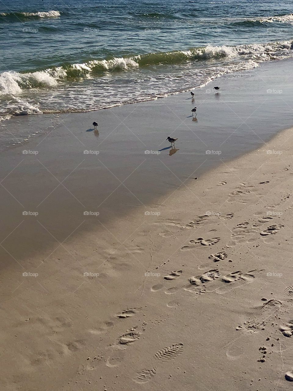 Group of sanderling shore birds looking for food at the beach casting shadows and reflections in the ebbing waves 