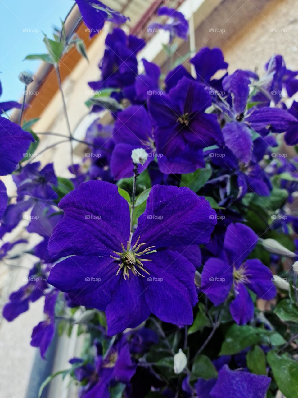 purple flower