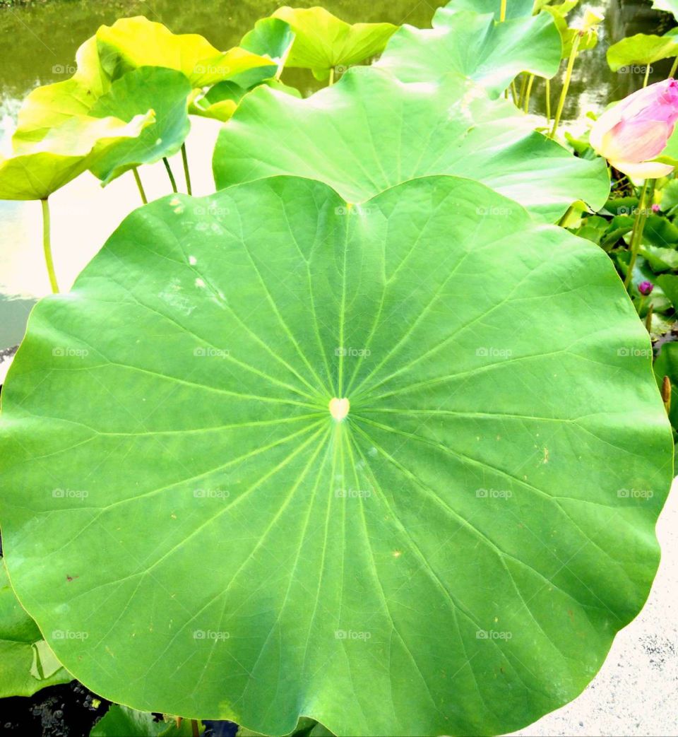 Lotus leaf in the pond.