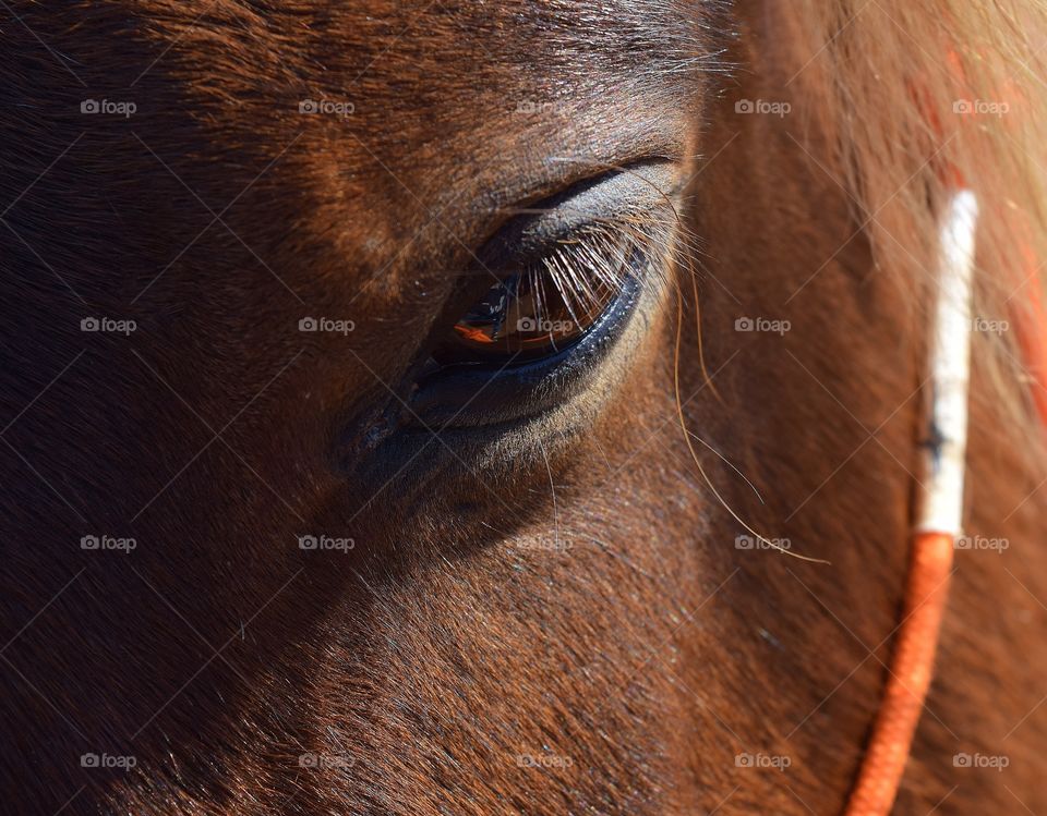 Extreme close-up of horse eye