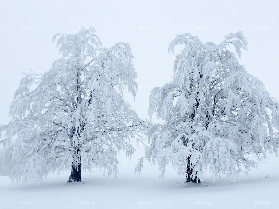 Two trees with branches all covered in snow 