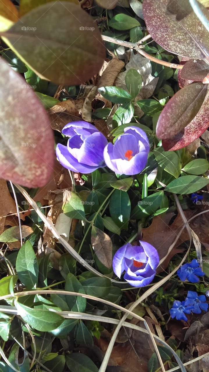 crocus in the early spring