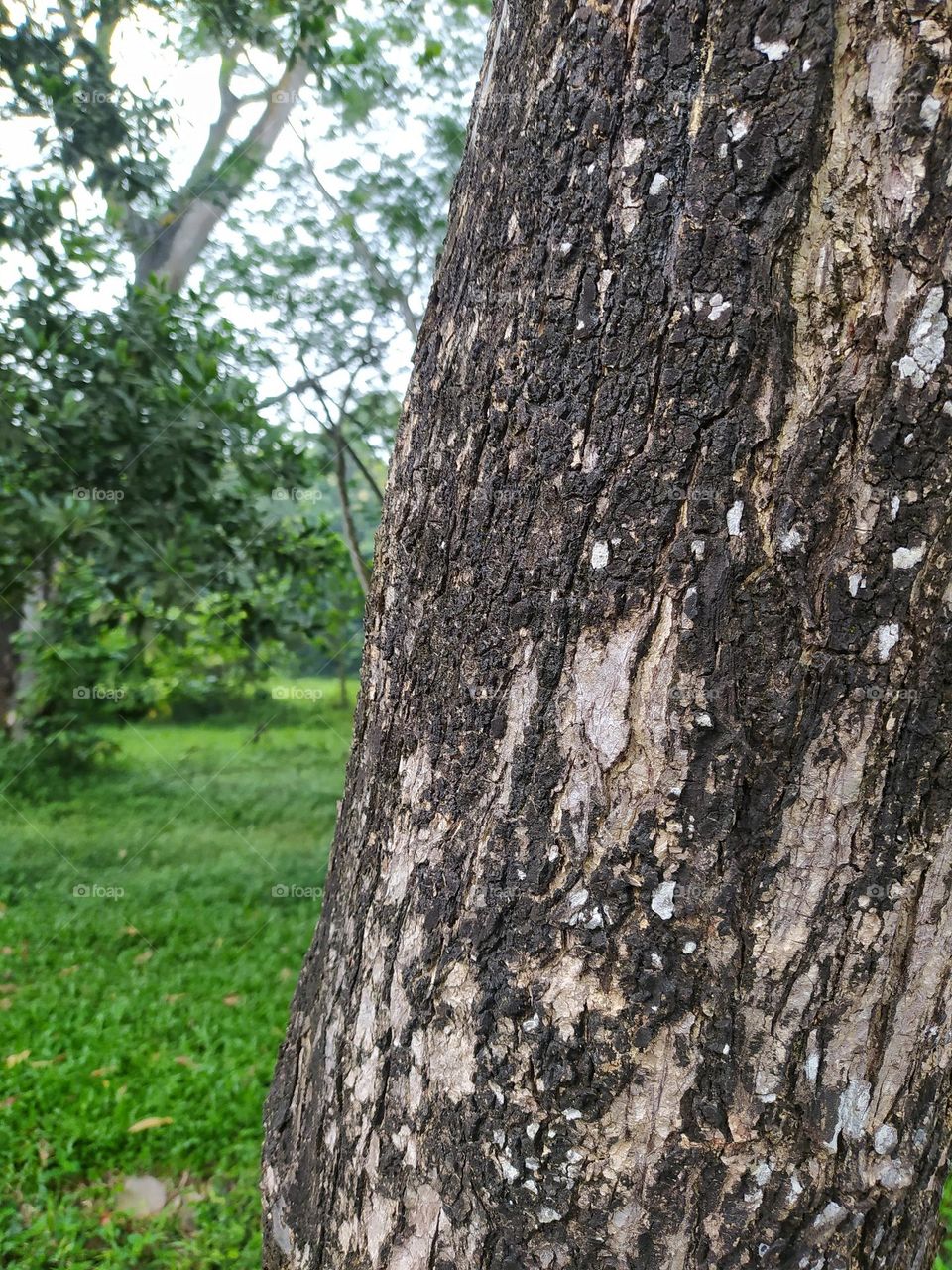 Tree trunk surface. Bark texture. Forest background.