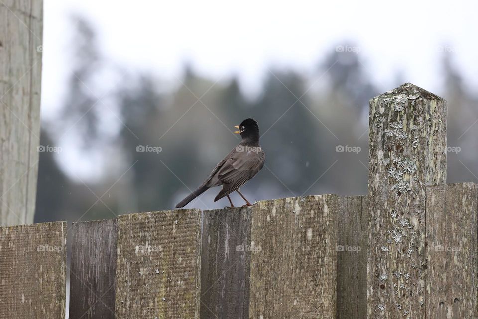 Bird on a wooden fence