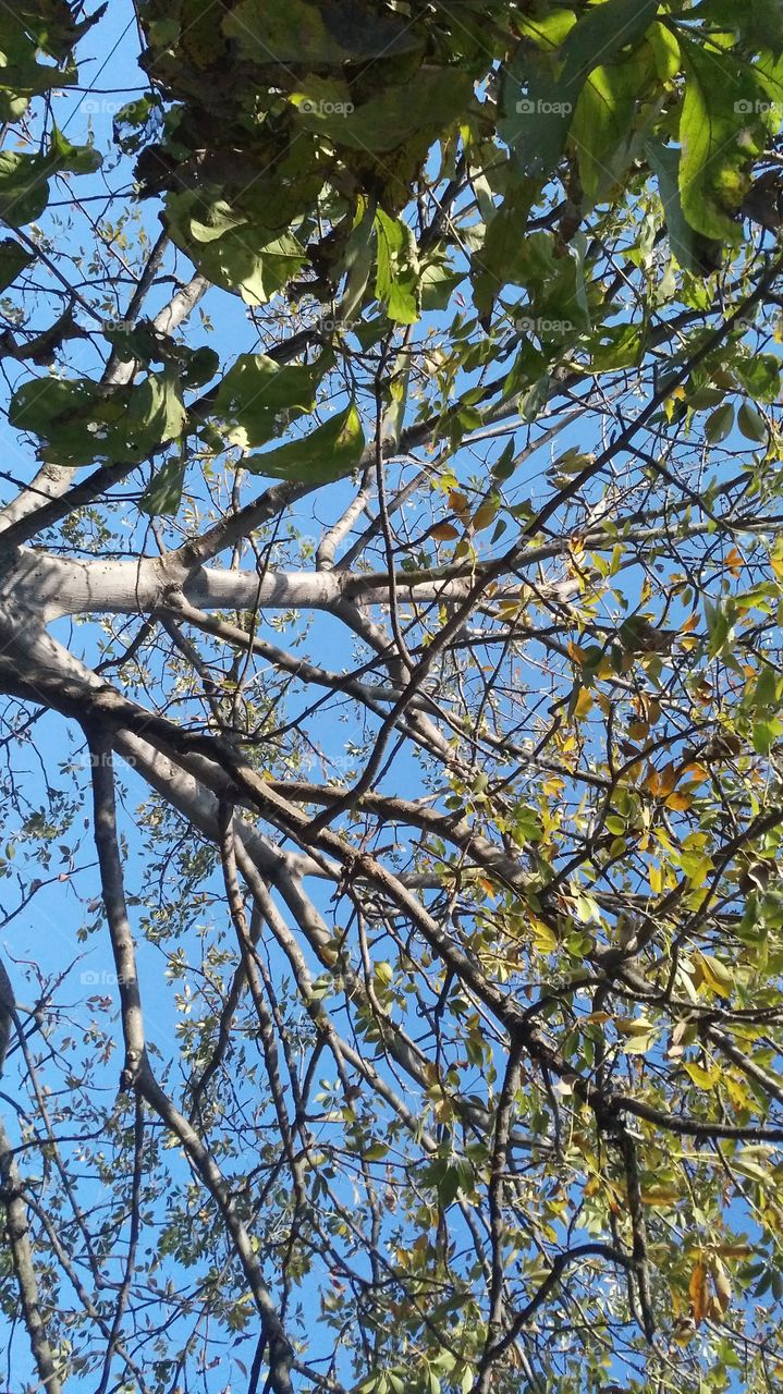 A beautiful scene of trees in the jungle.