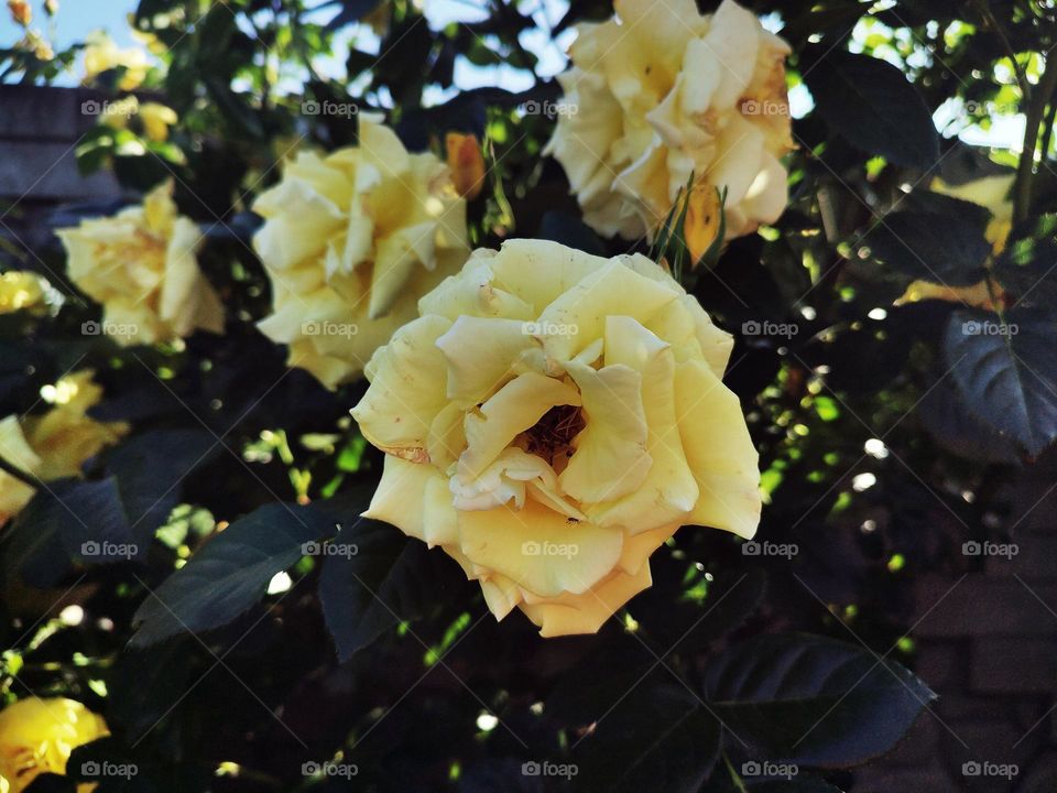 Photo of an open yellow rose bud