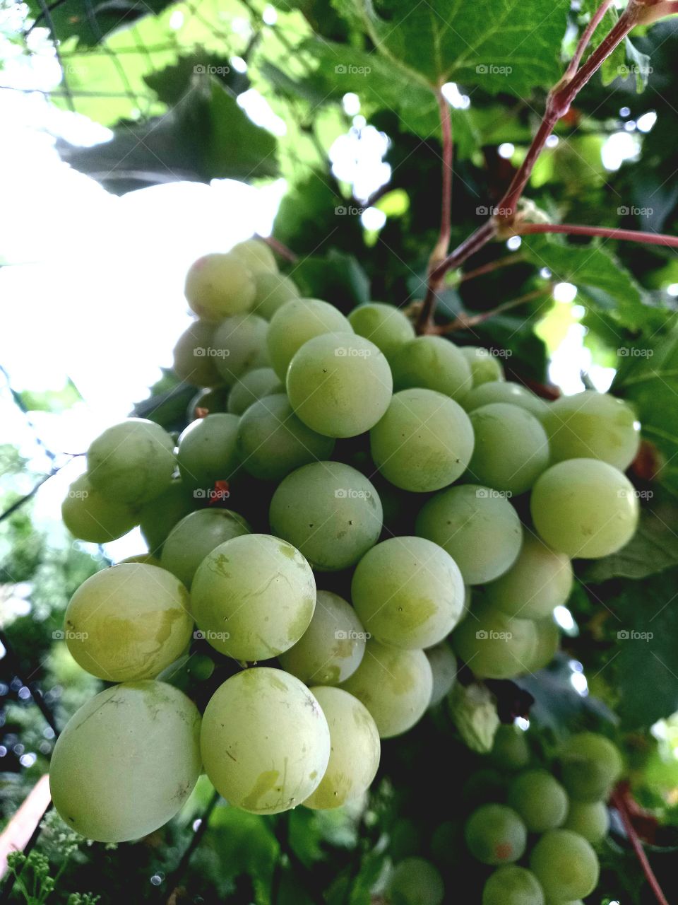 Grapes