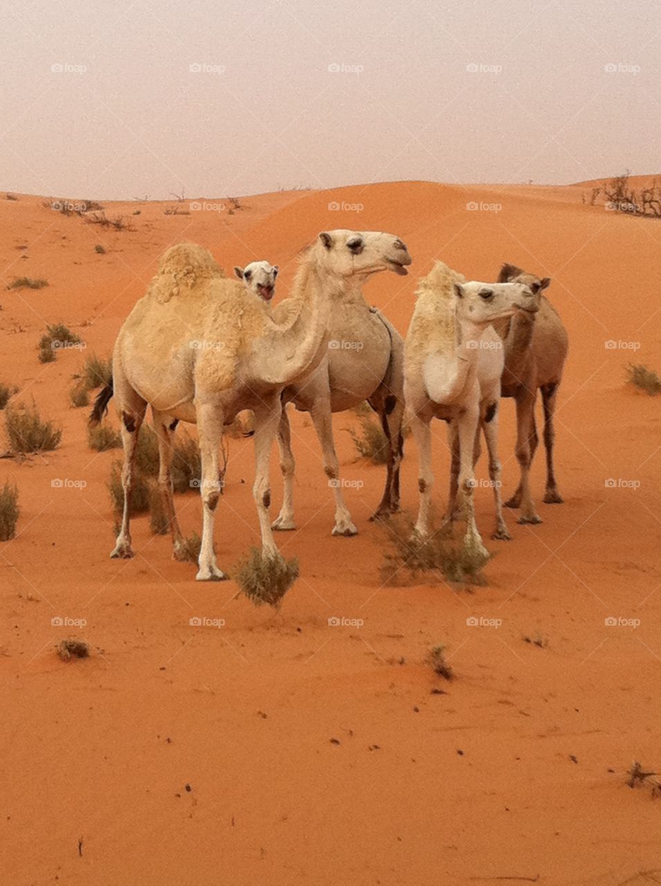 Camels standing in desert