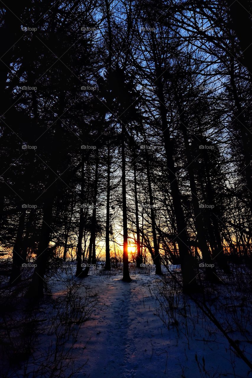 View of forest in winter during sunset