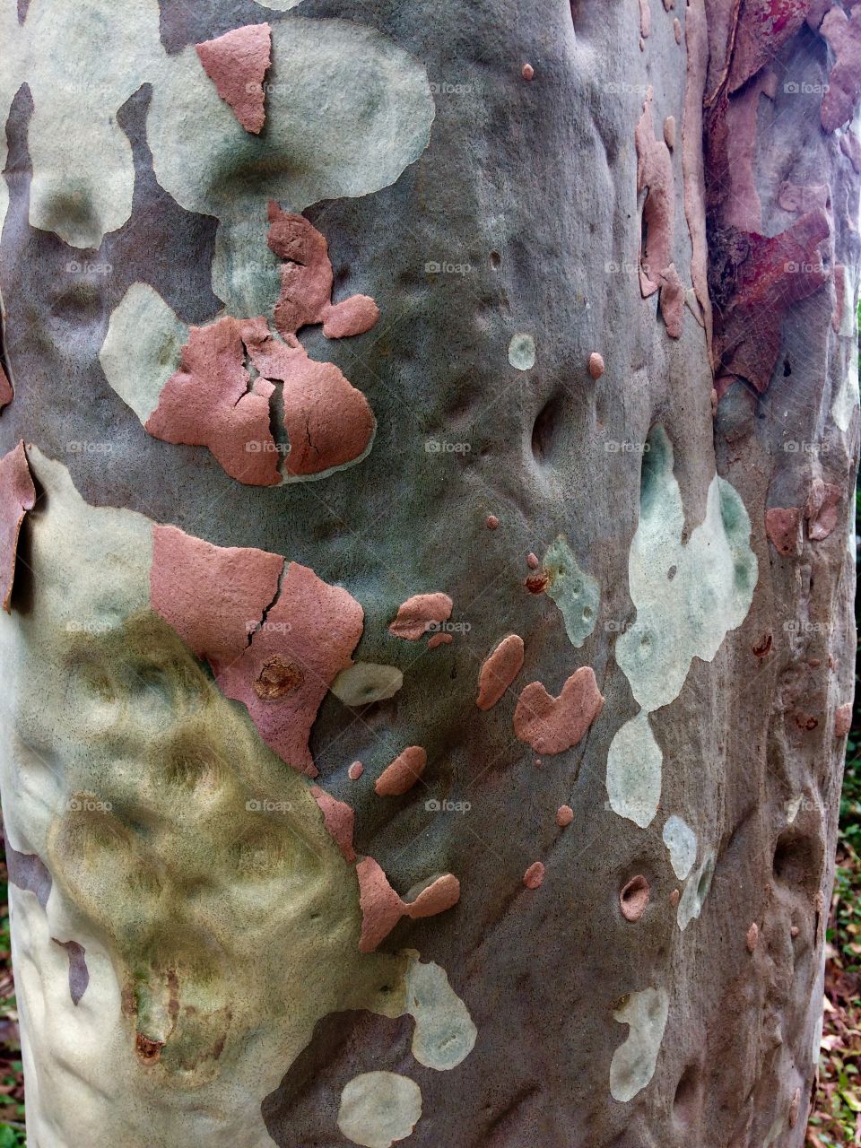 Colorful Eucalyptus 