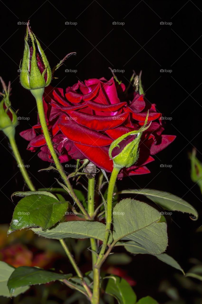 Red Rose against the background of the night sky.