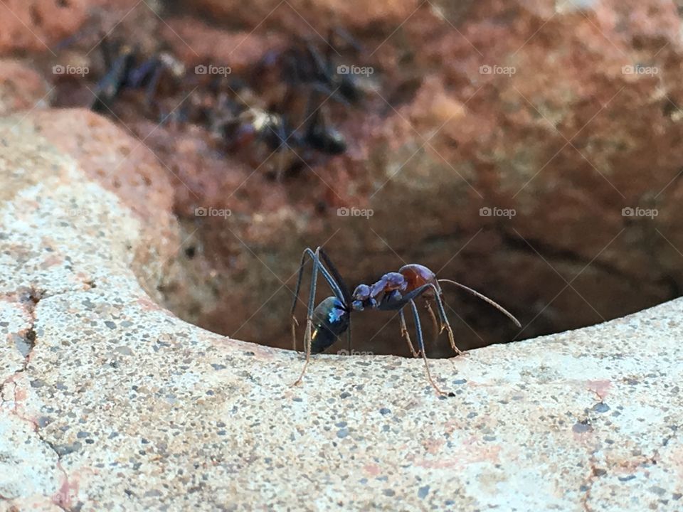 Large worker ant on hole edge, closeup outdoors 