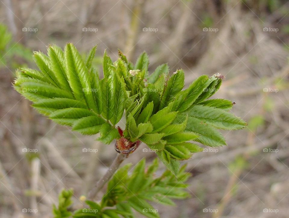 Nature, Leaf, No Person, Flora, Outdoors