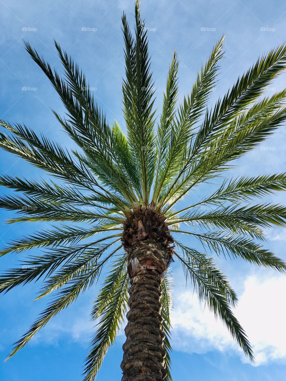 Palm tree color
