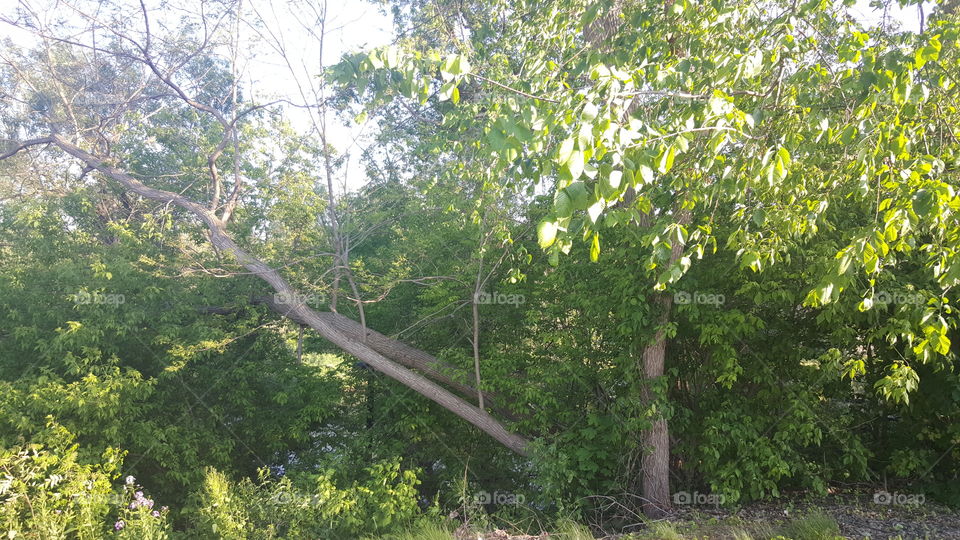 Fallen tree. fallen tree