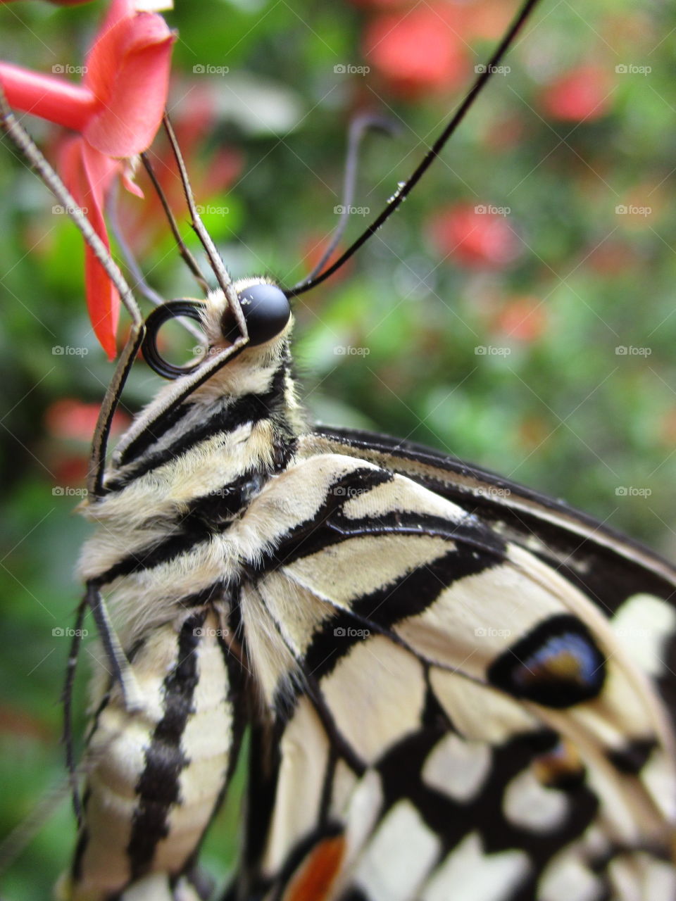 butterfly face