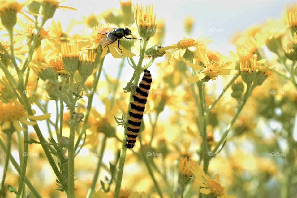 caterpillar and fly on yellow blooming flowers in field high key close up picture