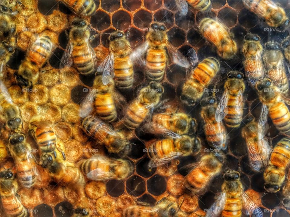 Closeup Inside A Beehive