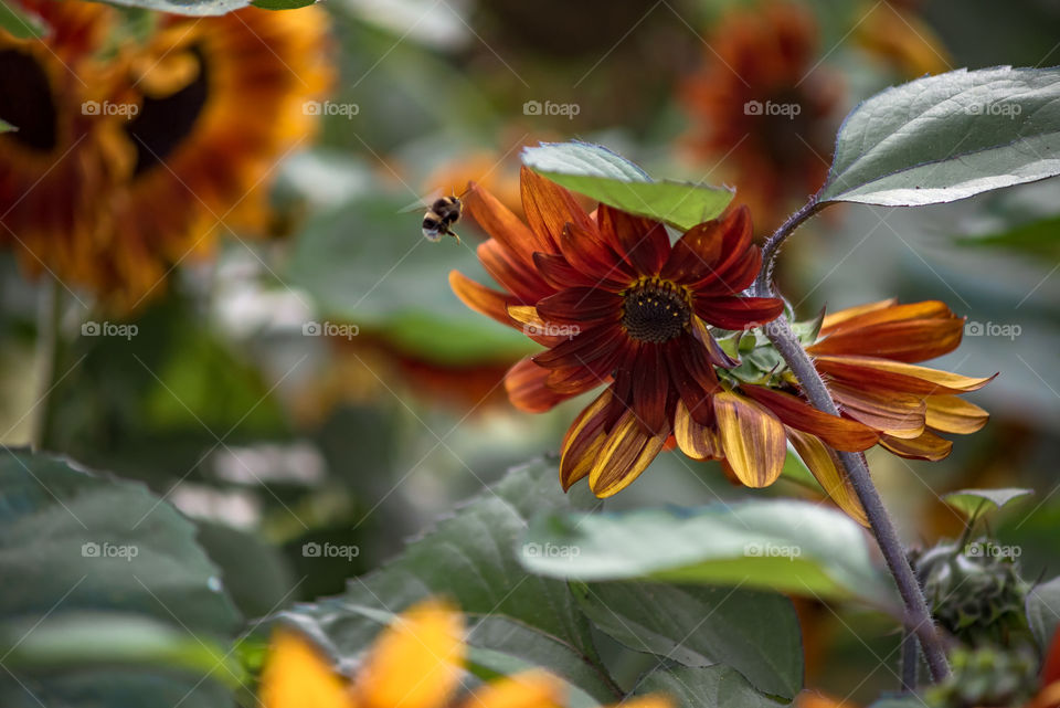 sunflowers bees and bumblebees