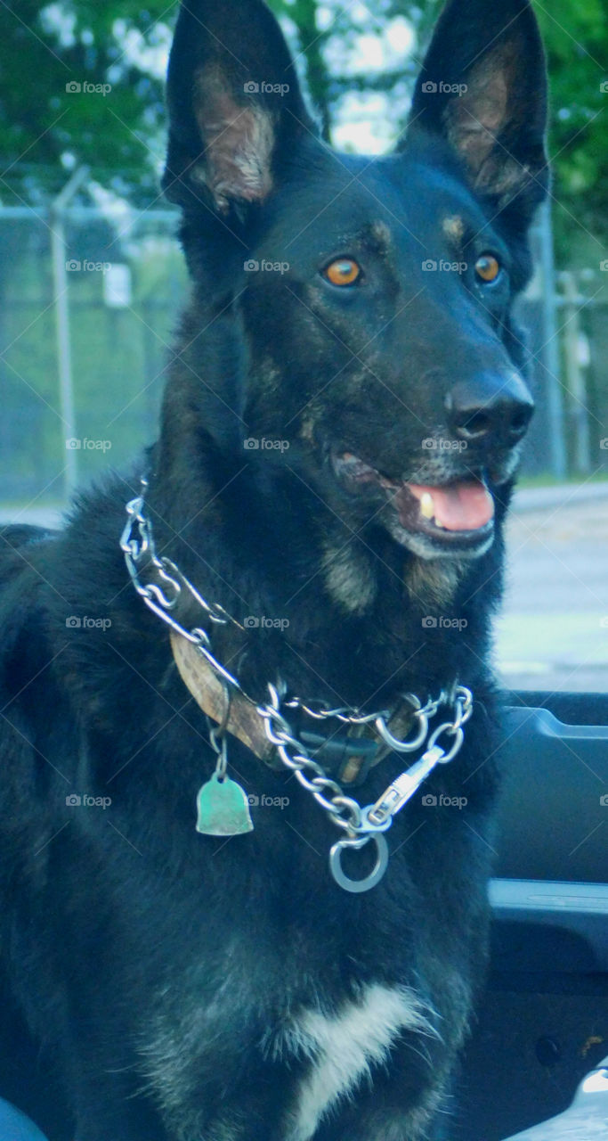 Beautiful German Shepard Guard Dog, very alert! 