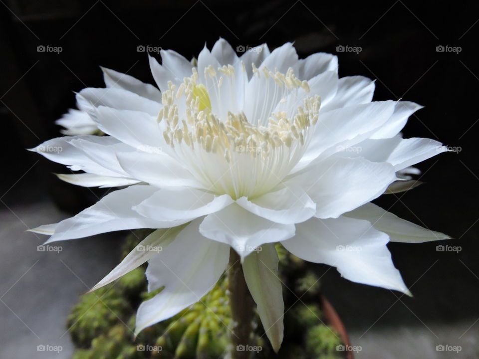 cactus flower