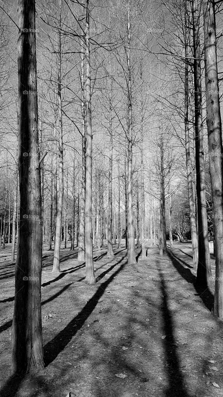 black and white fall season