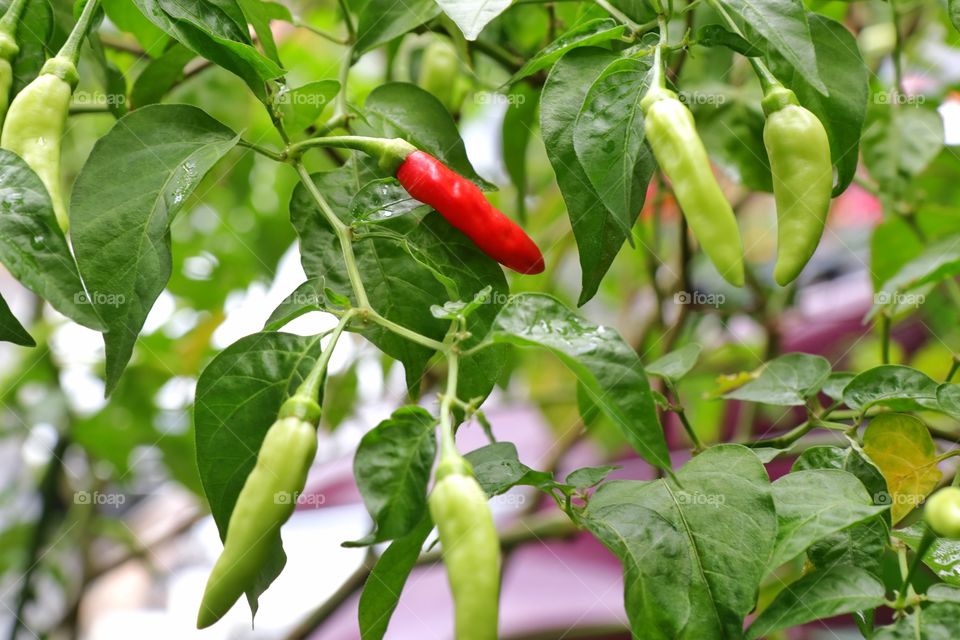 it's chili fruit aka capsicum