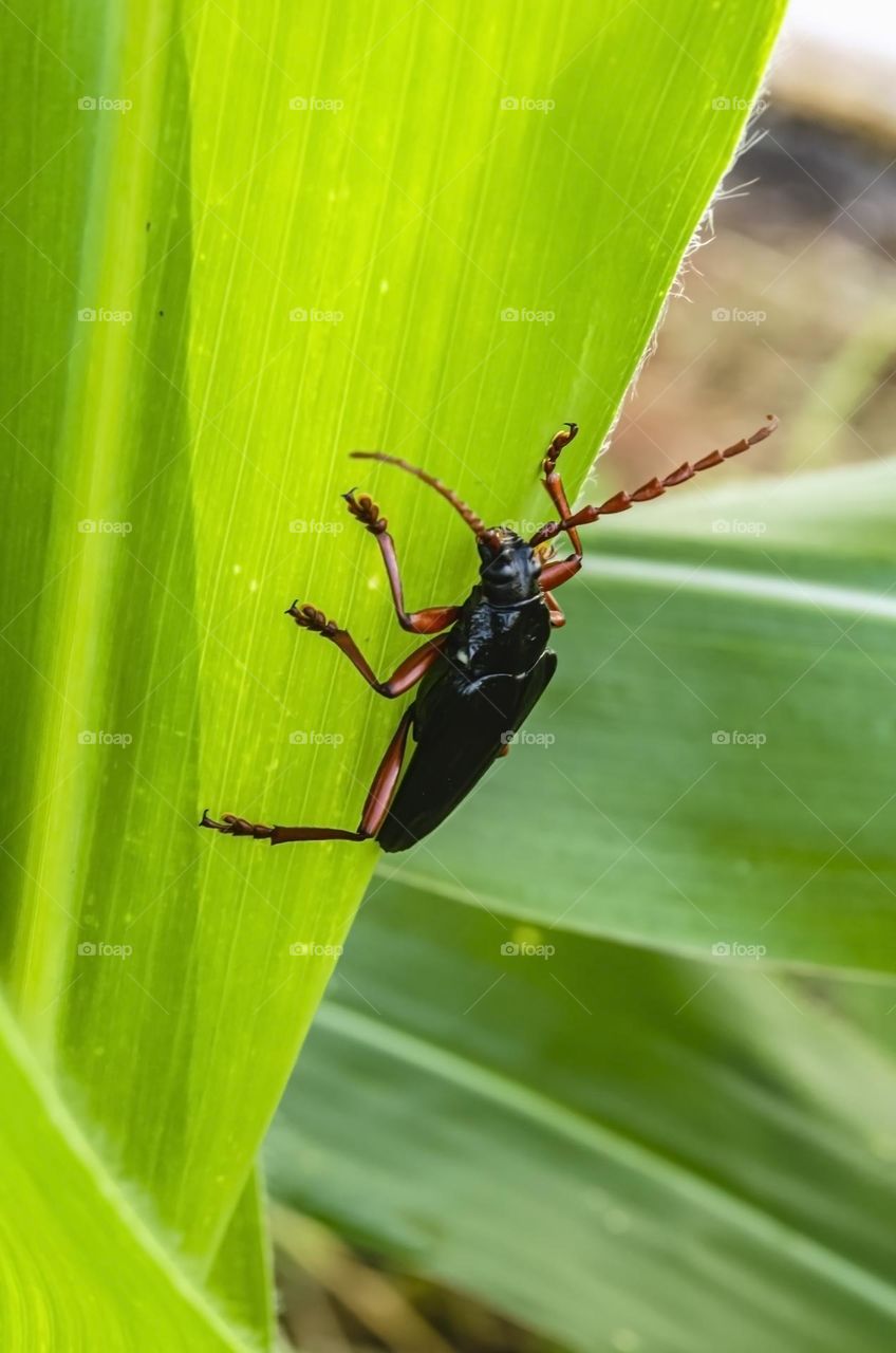 Black Longicorns Beetle On Corn Leaf