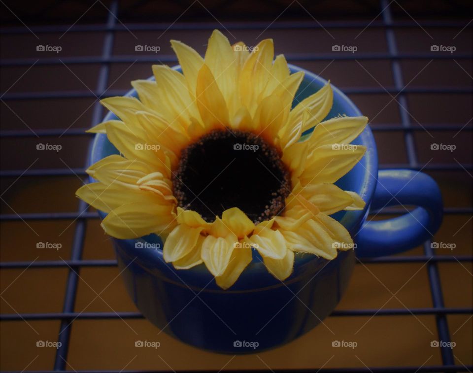 Blue vs Yellow flower in a mug