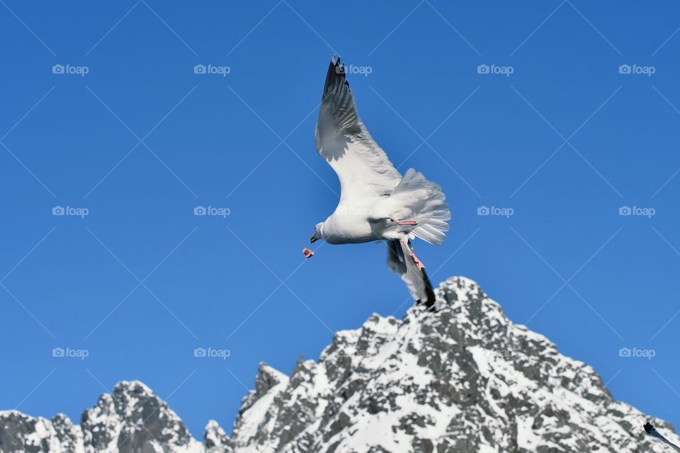 Feeding Seagull