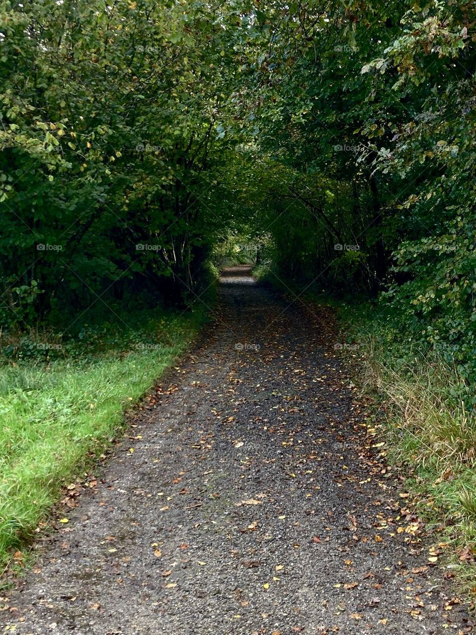Tunnel through trees