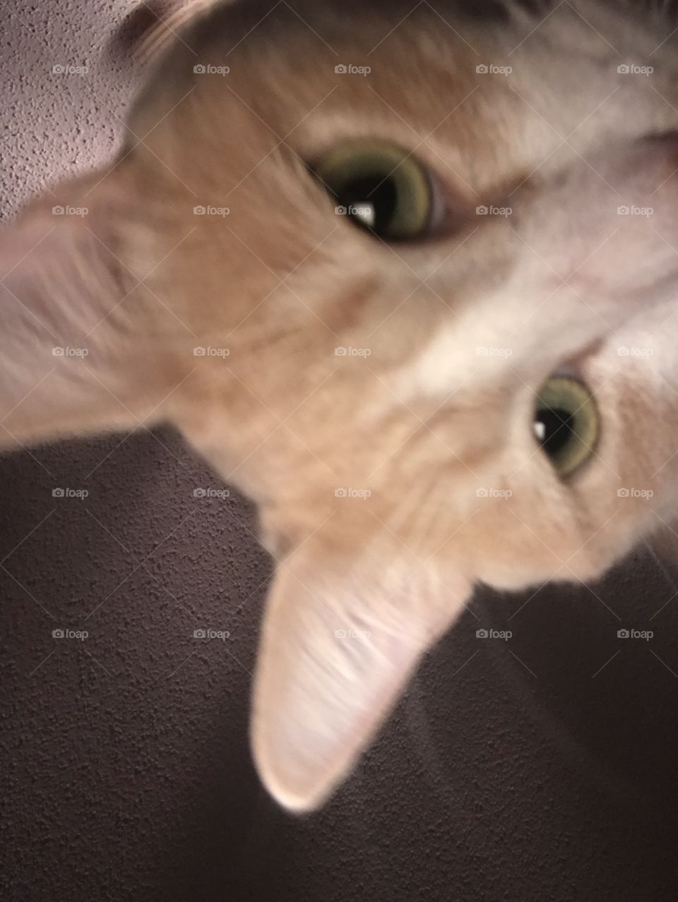 Cat selfie 
