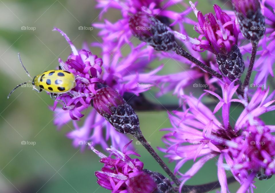 Purple Wildflowers and a beetle 
