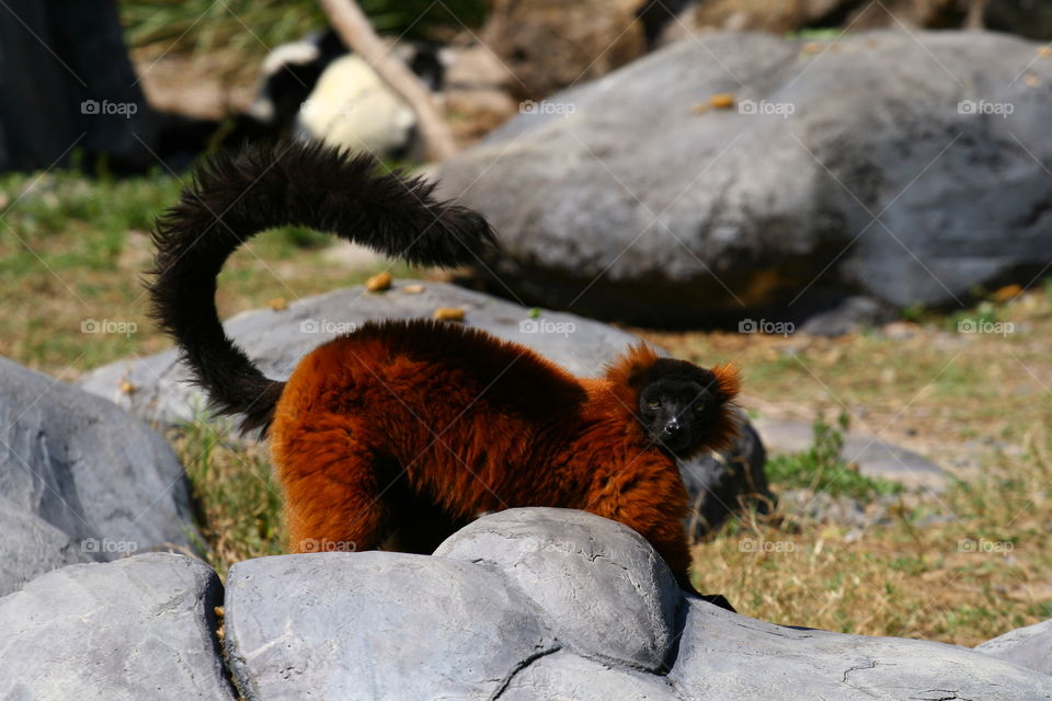 I like to move it - Lemur