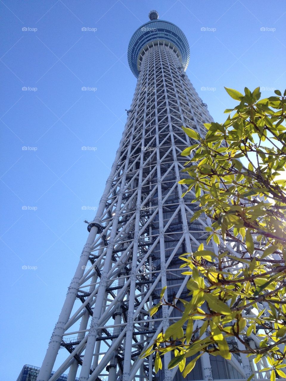 Sky tree 