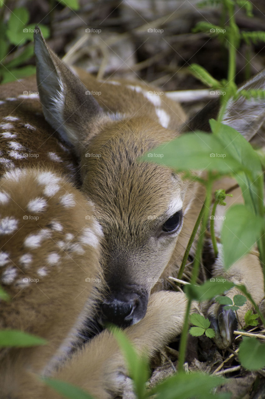 Fawn waiting for mama