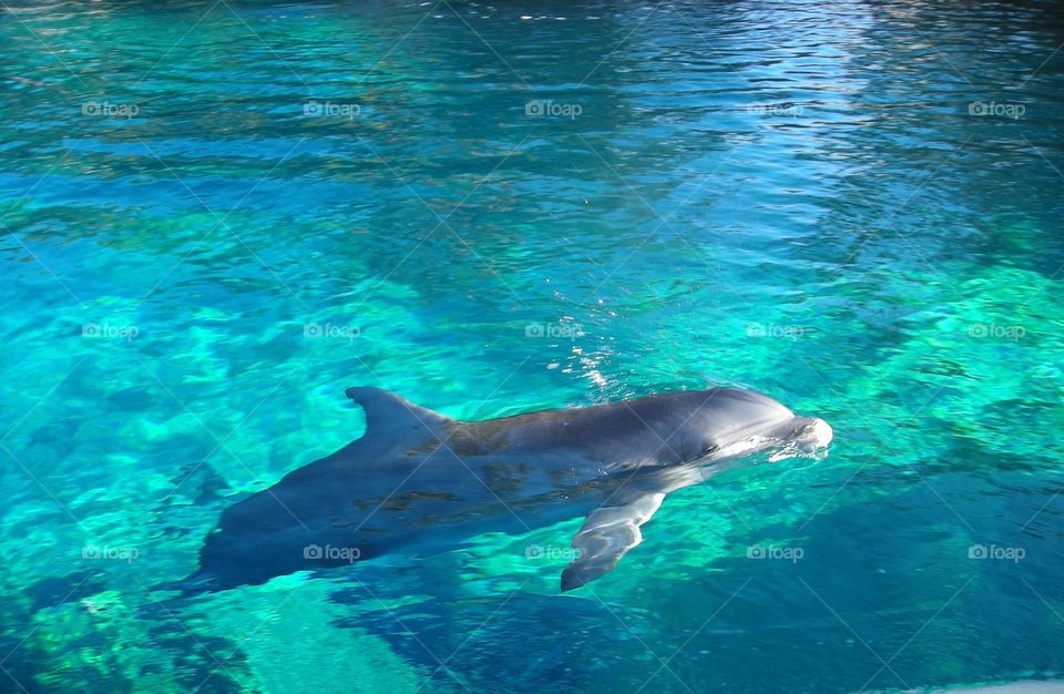 dolphin 