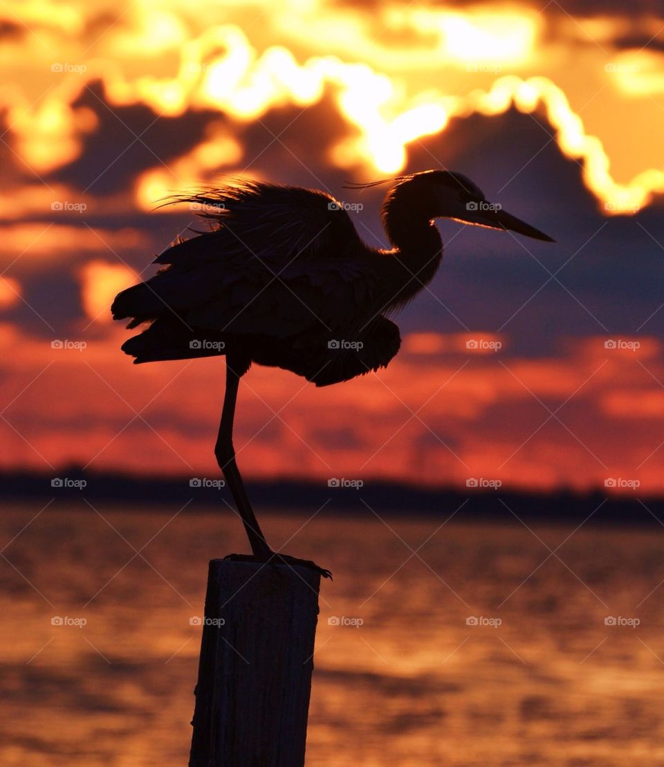 Heron Silhouette