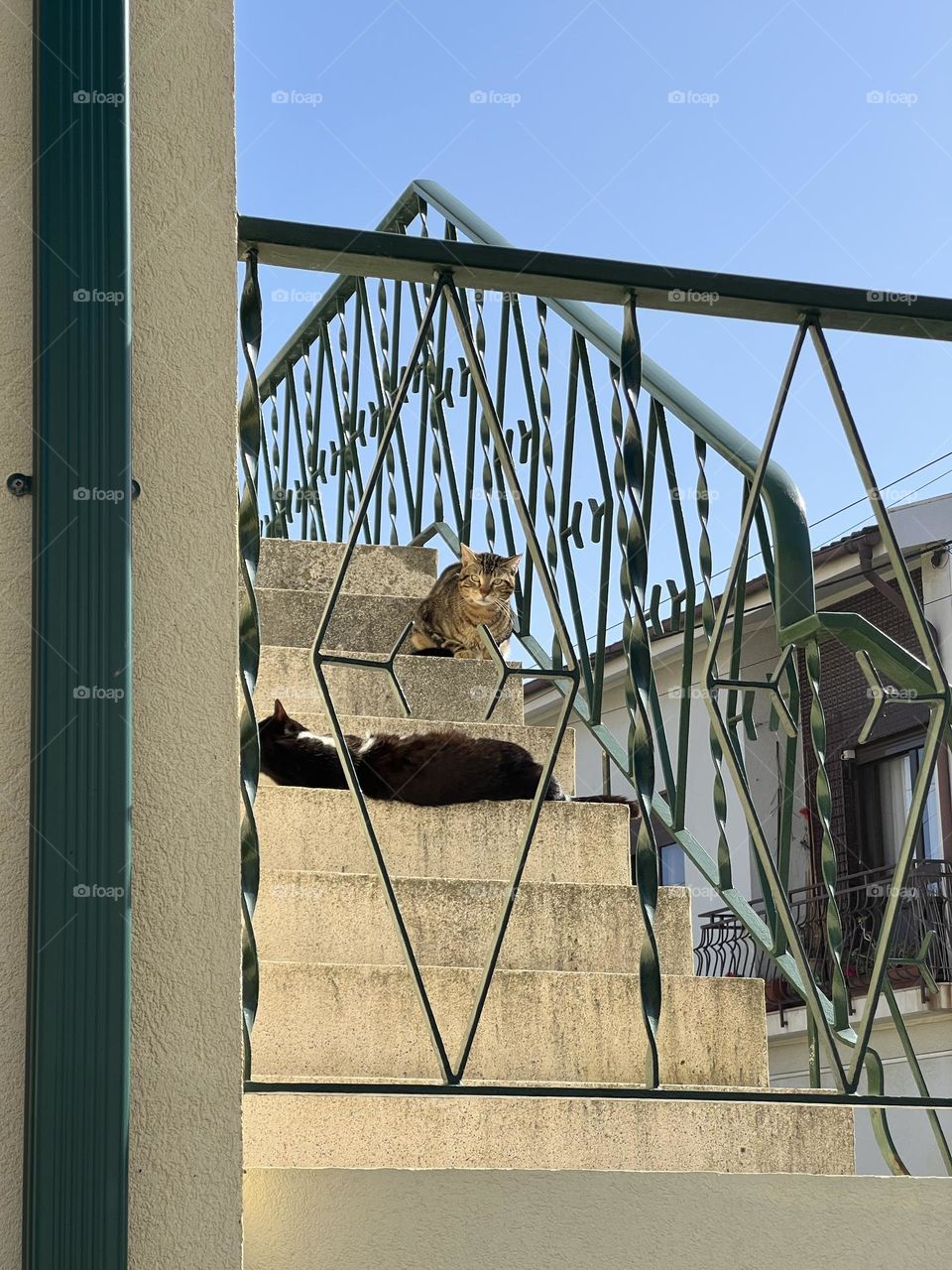 Cats on the stairs