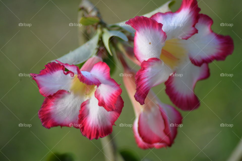 Closeup of Two Red and white gladiolus flowers and one bud about to bloom against a light green background