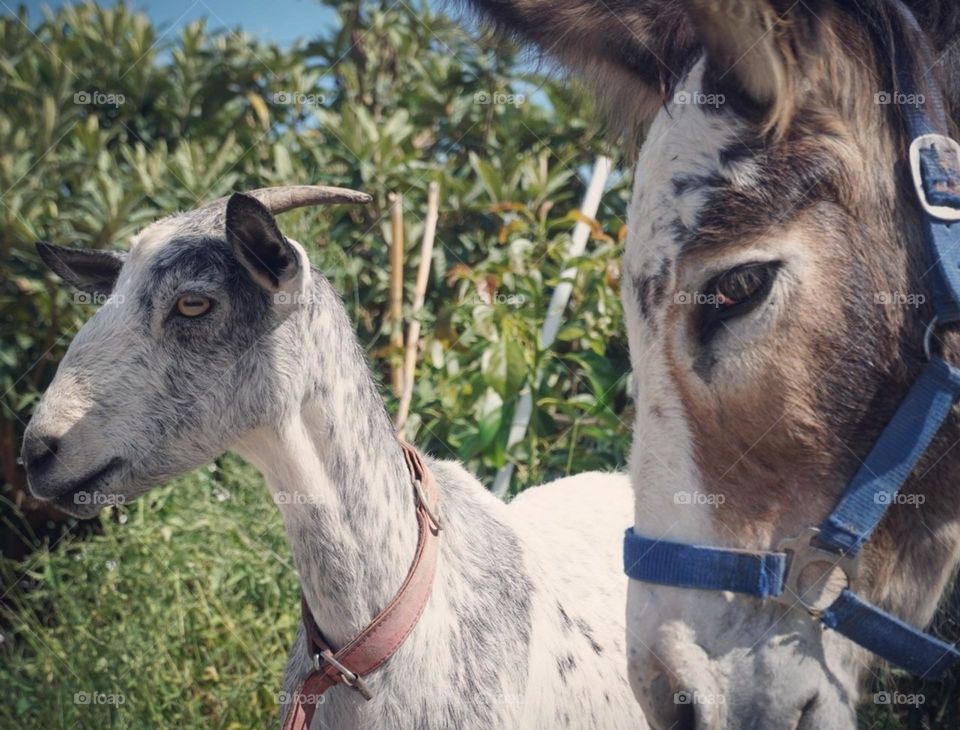 Donkey#goat#friends#nature