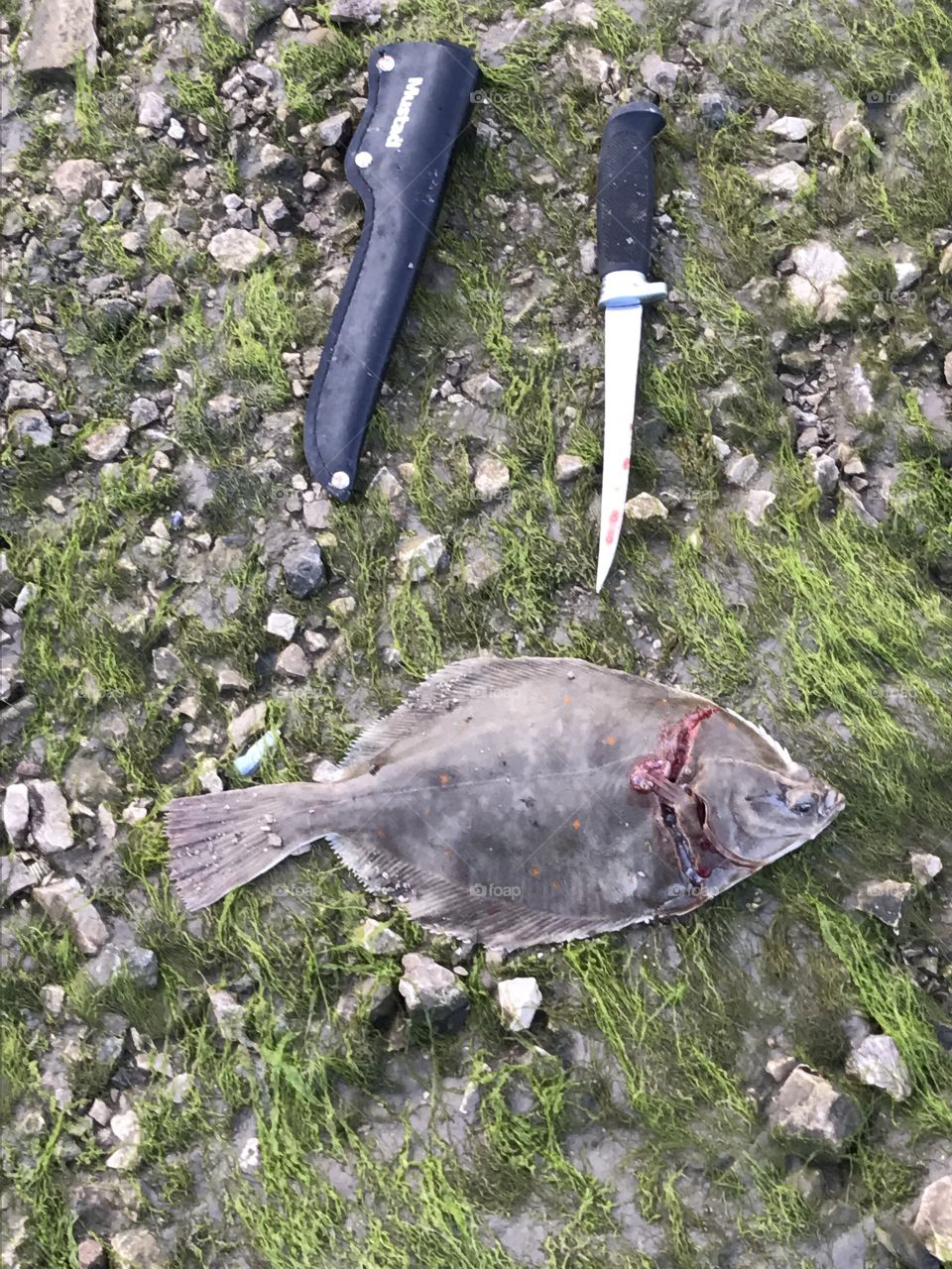 Just been fishing caught this thought I'd take it home started to take its head If and thought I'd get a quick snap chat 