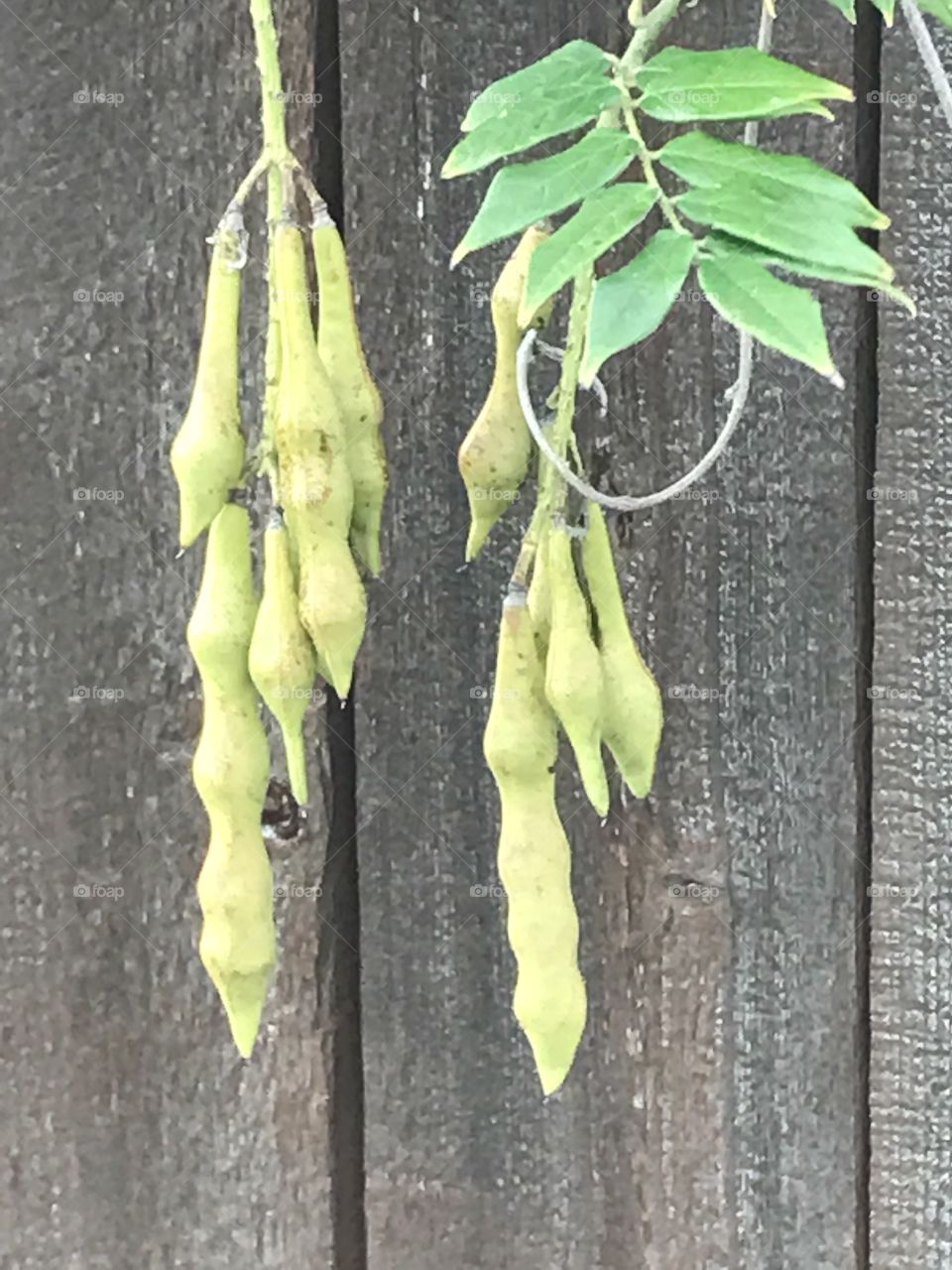 Seed pods hanging from a leafy vine