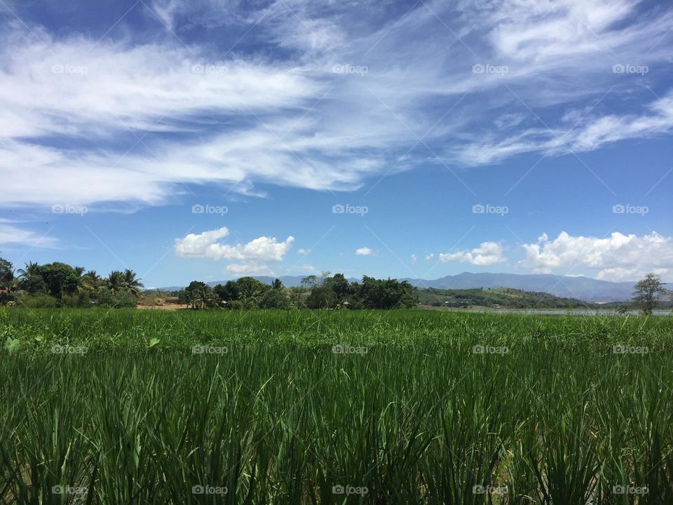 It’s a beautiful day in a field 