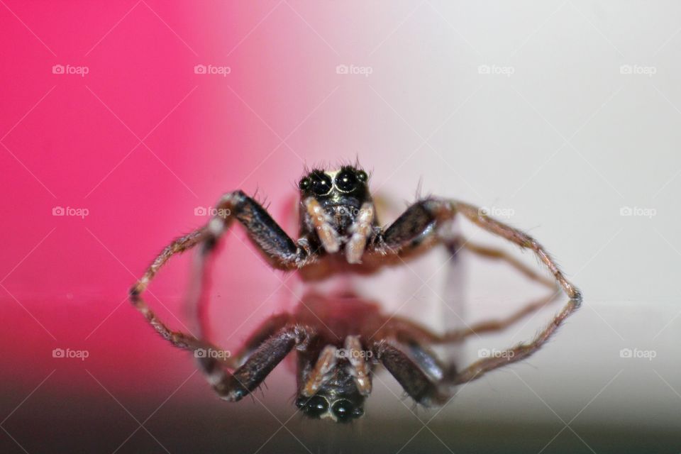 jumping Spider With Reflection