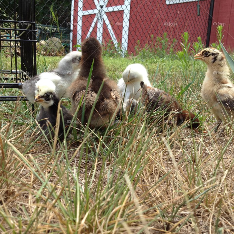 Chicken flock